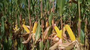 Le MINADER encourage et apprécie les femmes de Batchenga pour la production du maïs